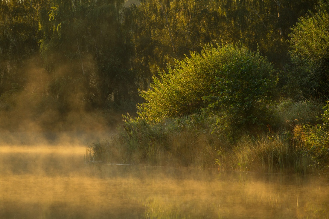 dzisiejszy poranek nad stawem