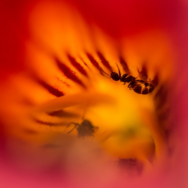 mrówczy świat w milinie