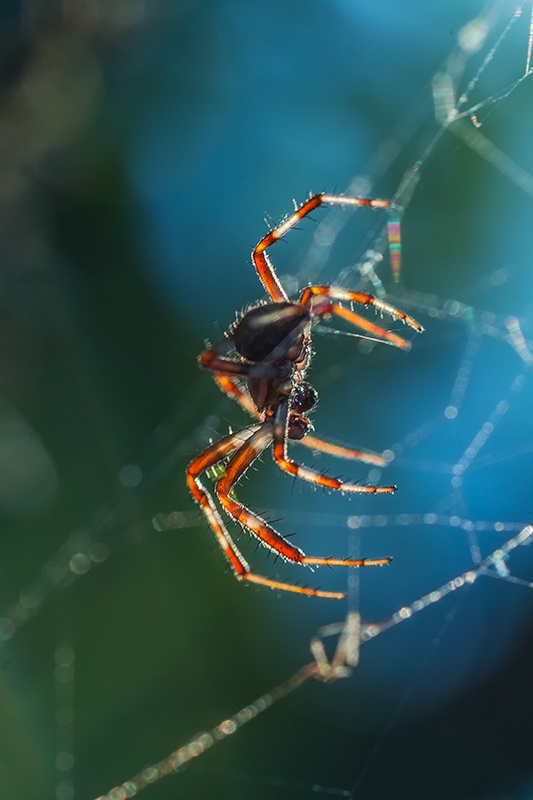 nad wodą o zachodzie