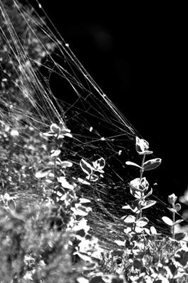 web