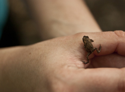 frog