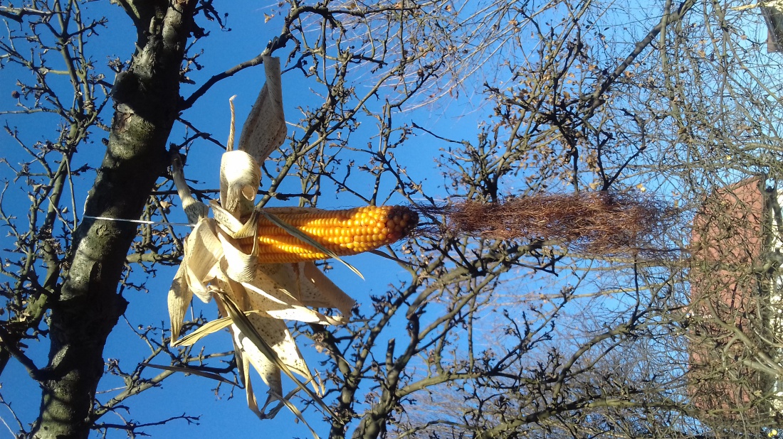 Jesień w moim ogrodzie