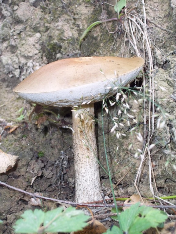 Skalolaz