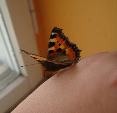 motyl nie był trup