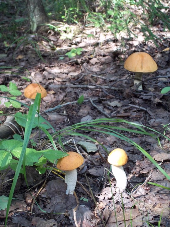 Wiesola rodzina