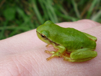 żabcia