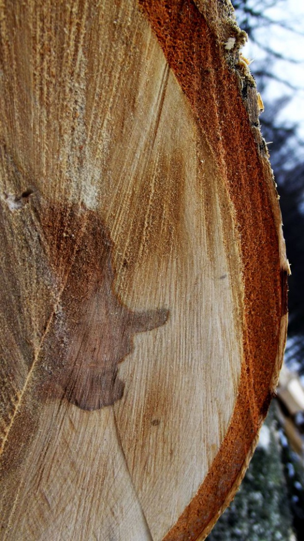 czekając na Geppetta