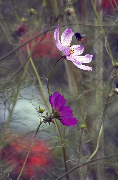 W moim ogrodzie gdzie czas leniwy....