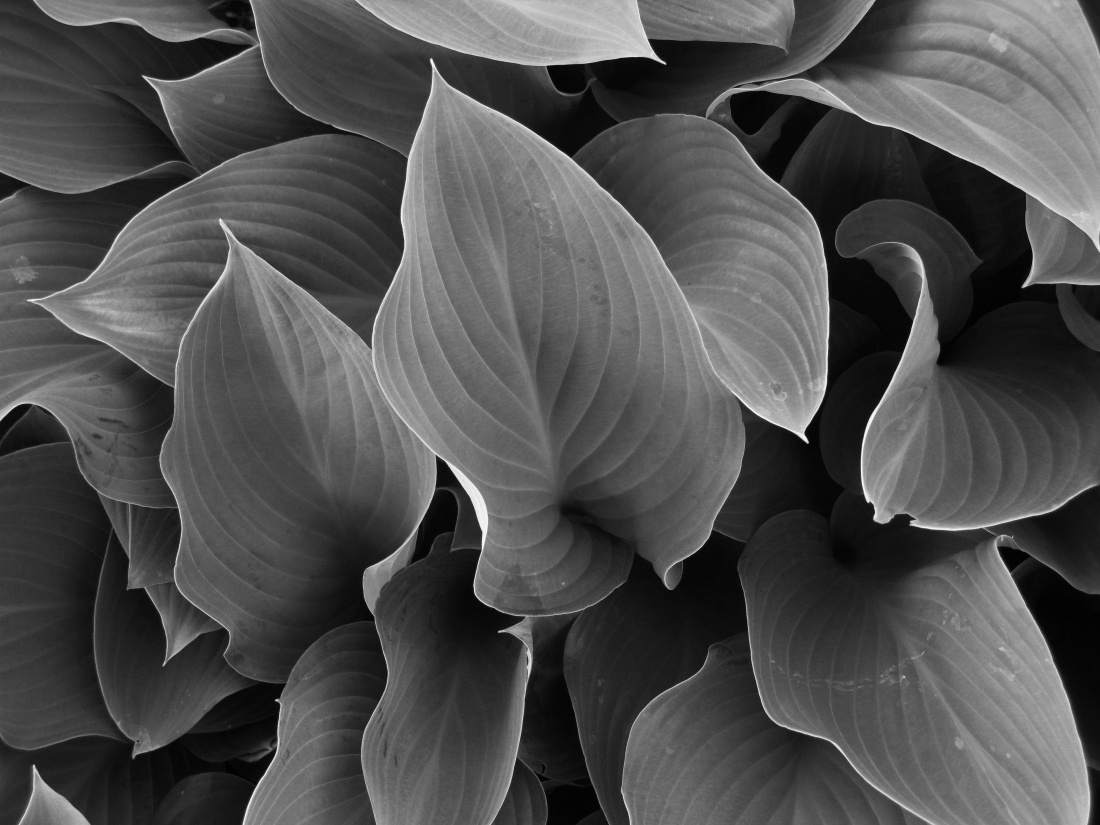 Green Leaves in Black & White