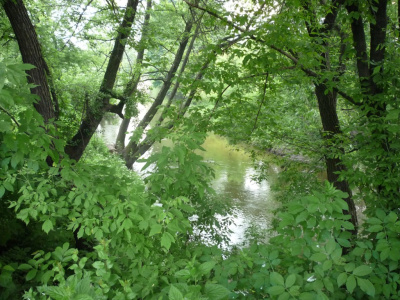 prześwit