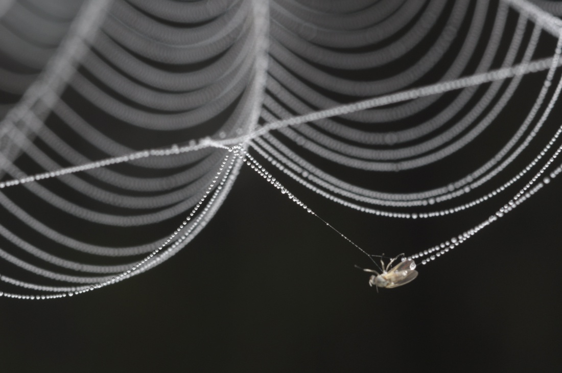 drogocenna pułapka...