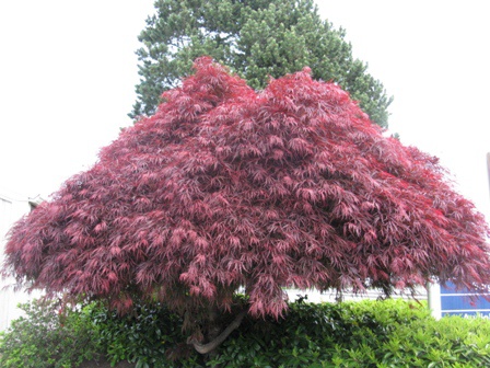 red maple