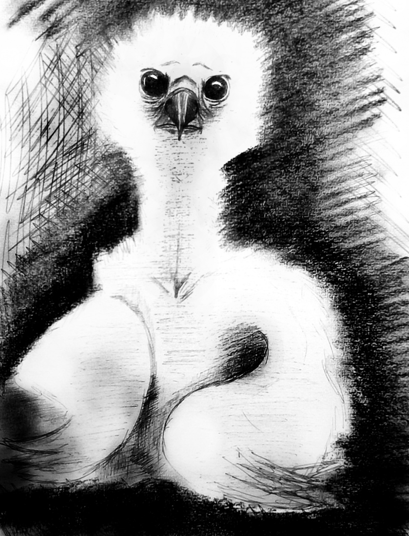 Orlątko Na Brzegu Gniazda