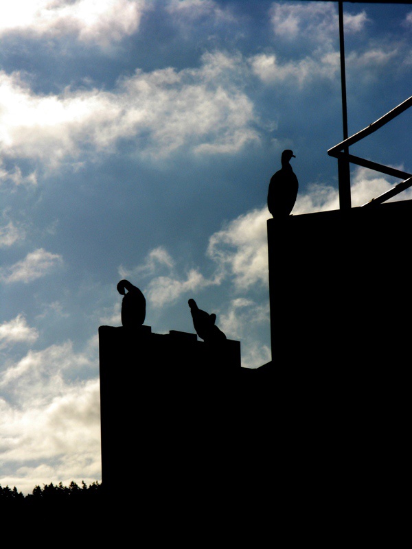 cormorants