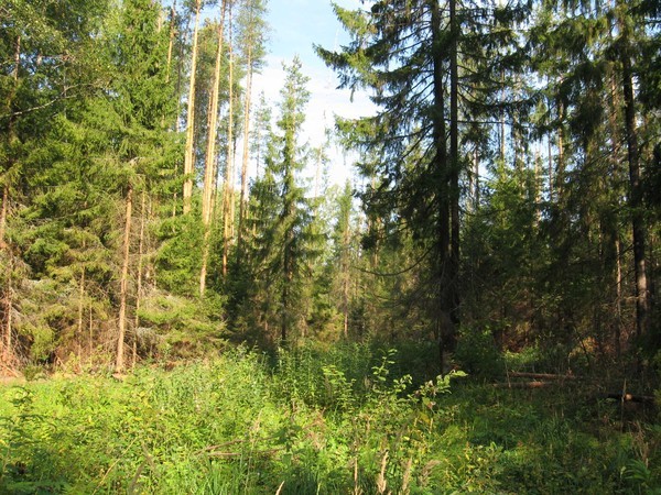 Las kolo mojego doma