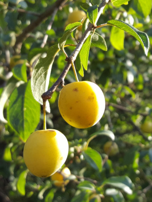 mirabelki