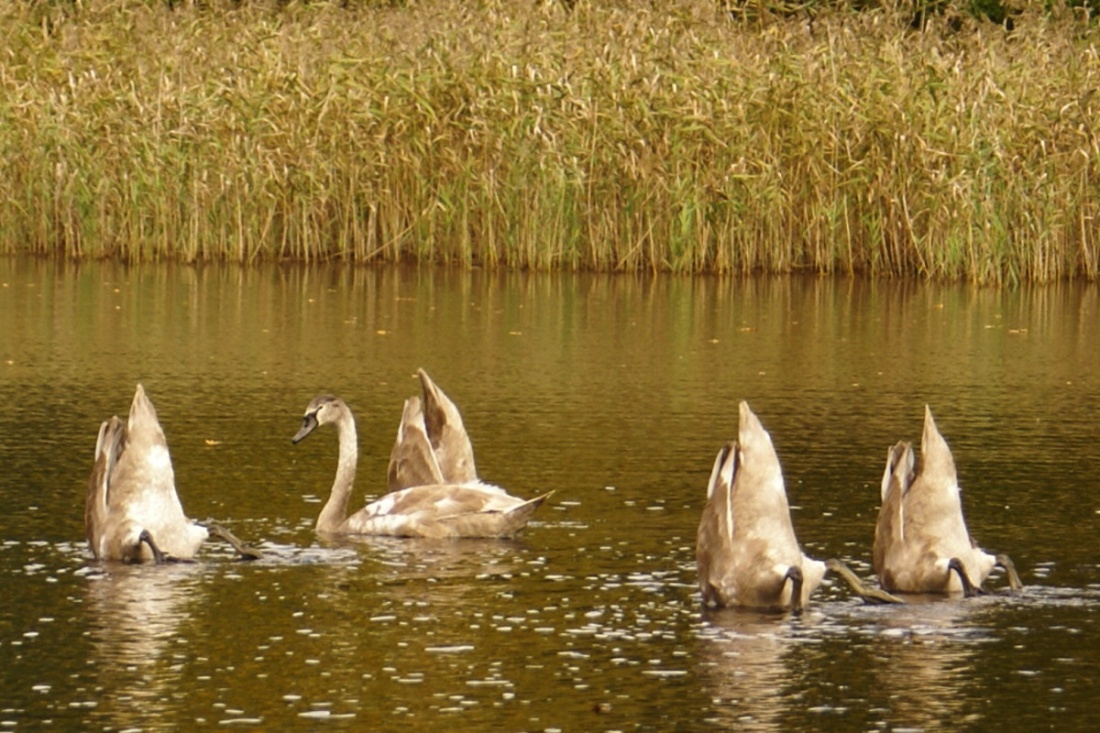 Gdy świat staje na głowie
