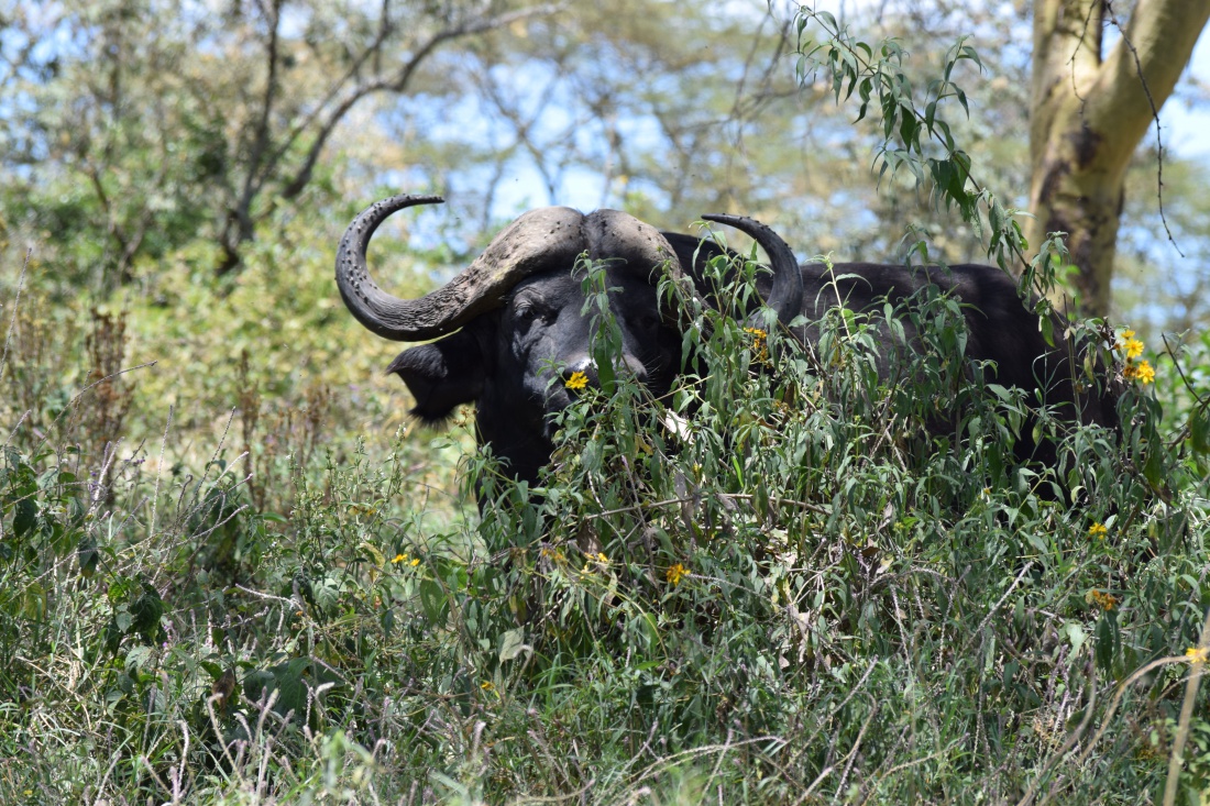 The Mother Of All Beasts