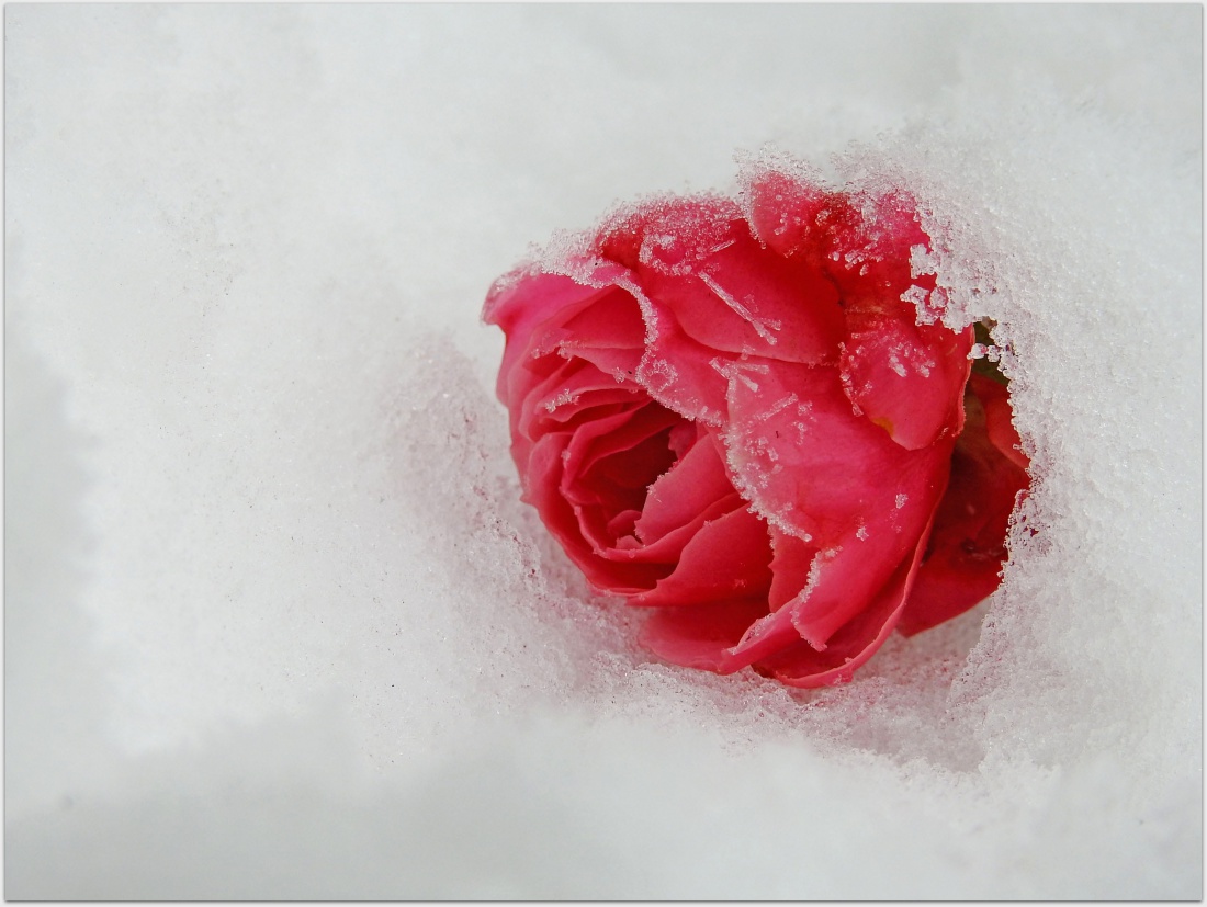 Z różanej kolekcji