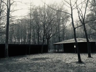 Silent Woods