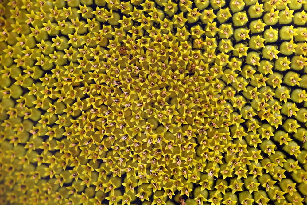 to nie van Gogh...