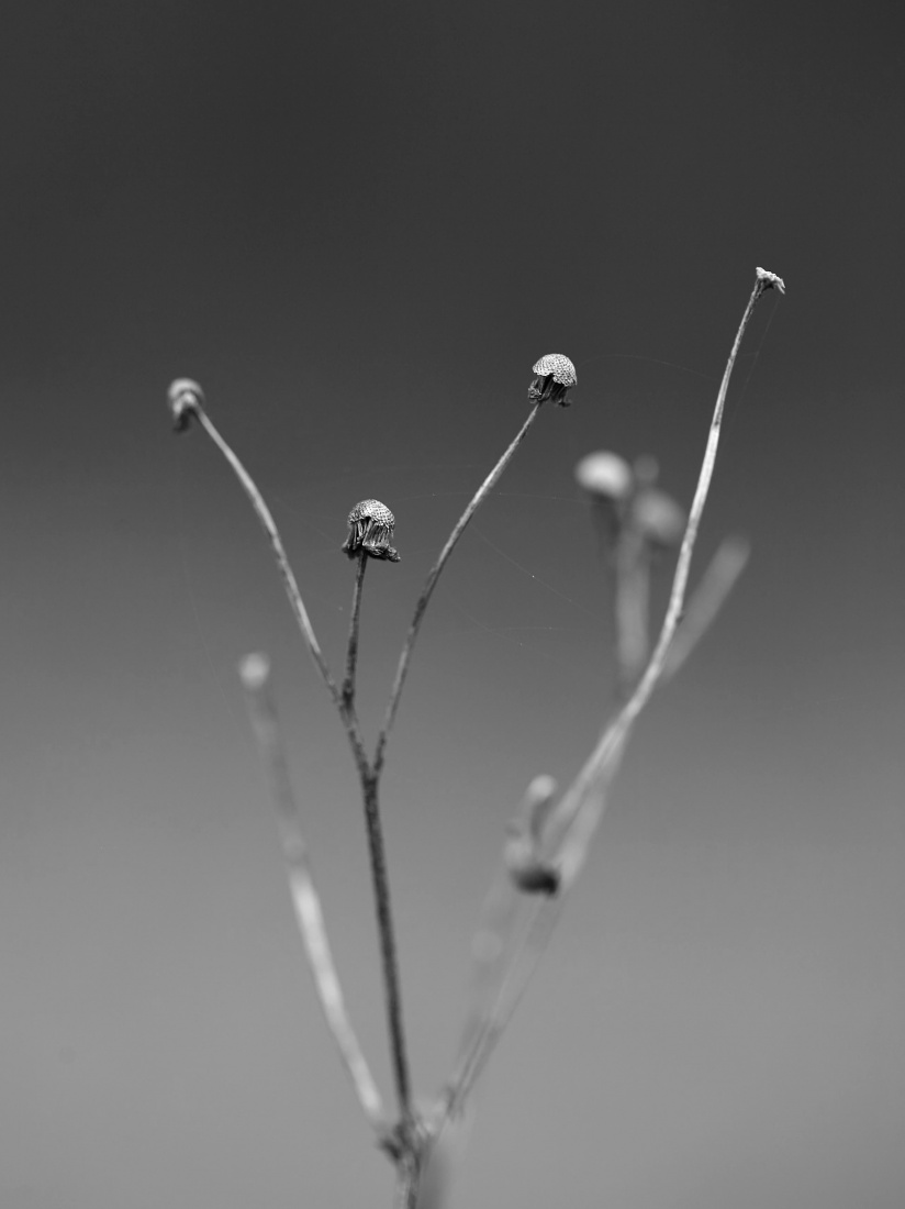 natura w bw...