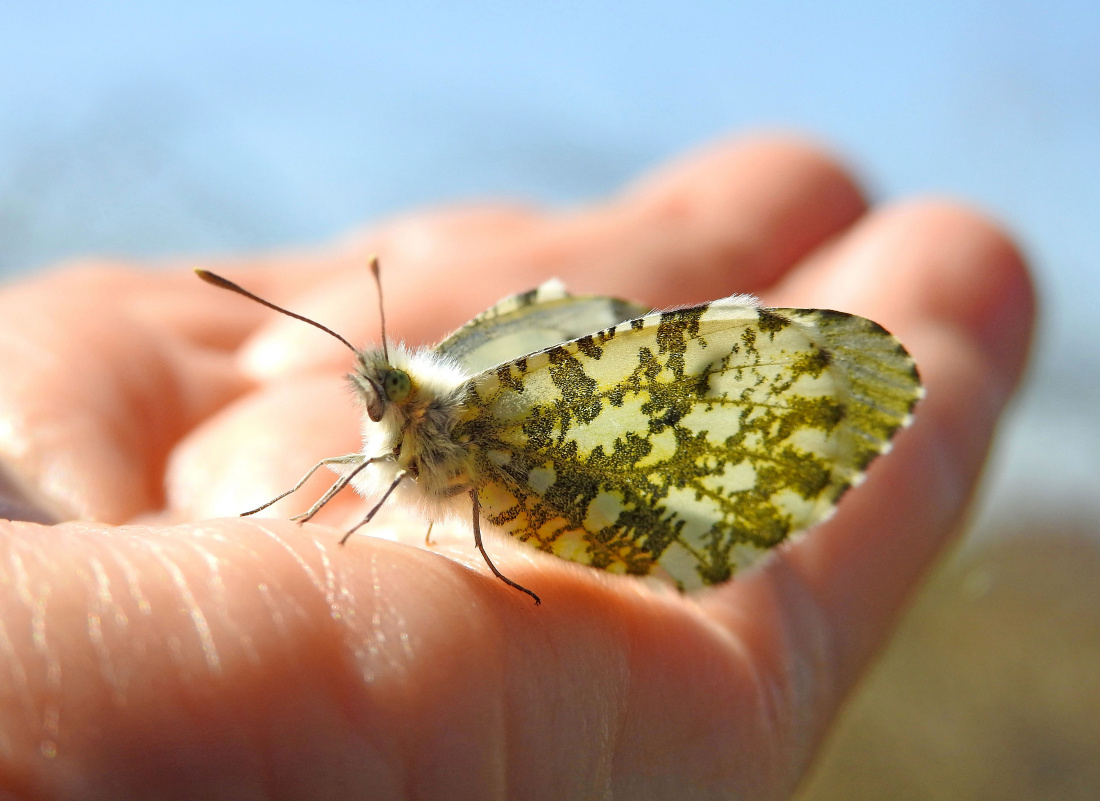 Życie jak na dłoni