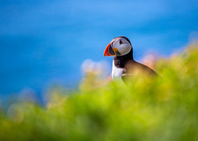 Puffin