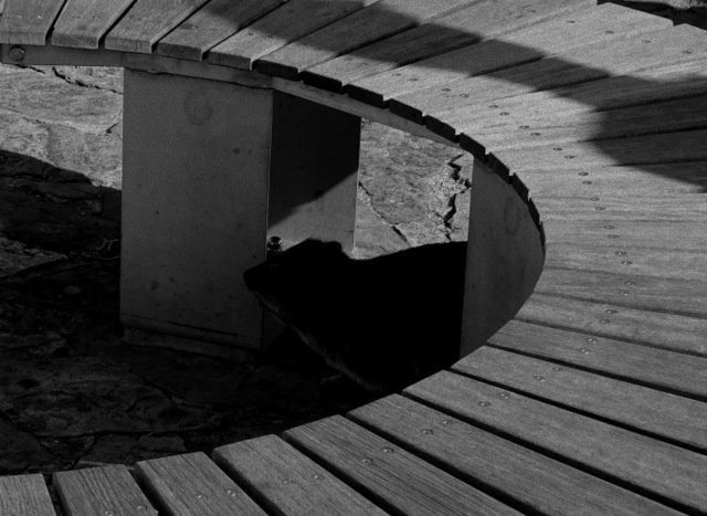 wychodzenie z cienia