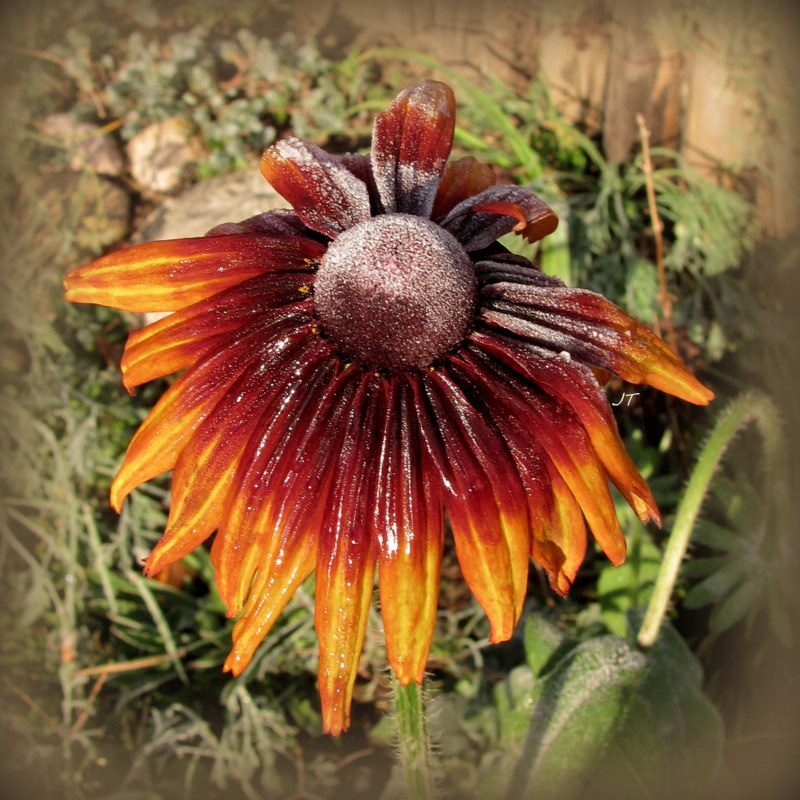 kandyzowana w mrozie