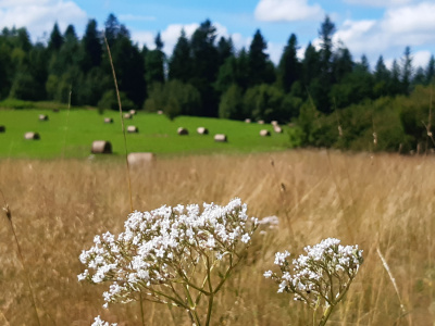 widoczek