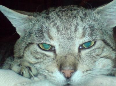 Malwinek