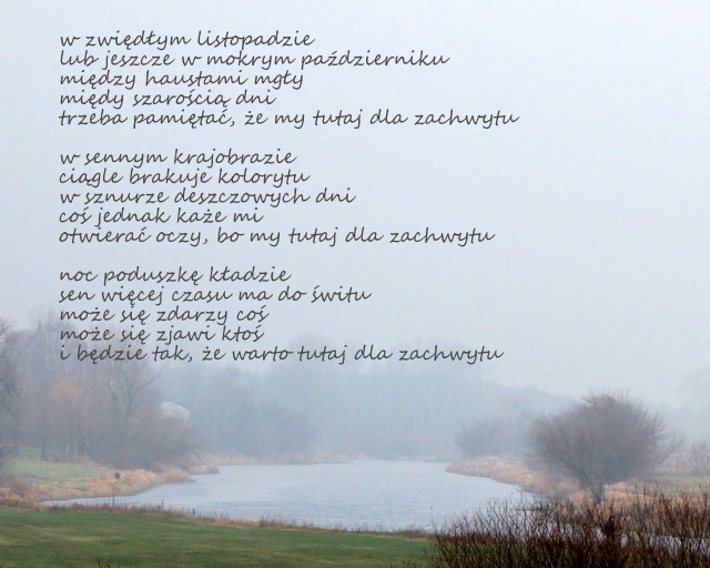 znów