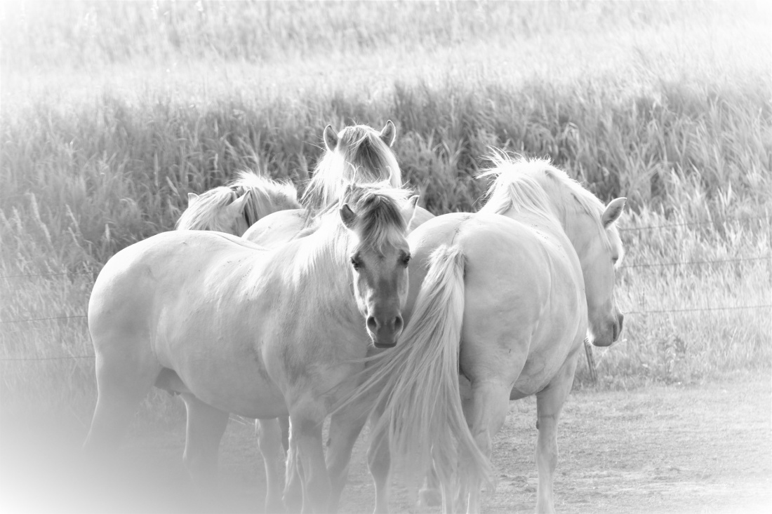 Fjord Horses (Wakonda, South Dakota)