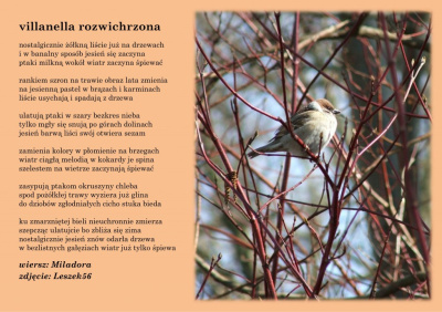 villanella rozwichrzona