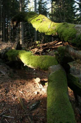 Karkonoskie lasy