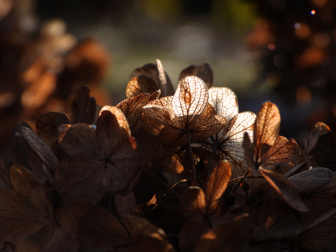 Światełka listopada