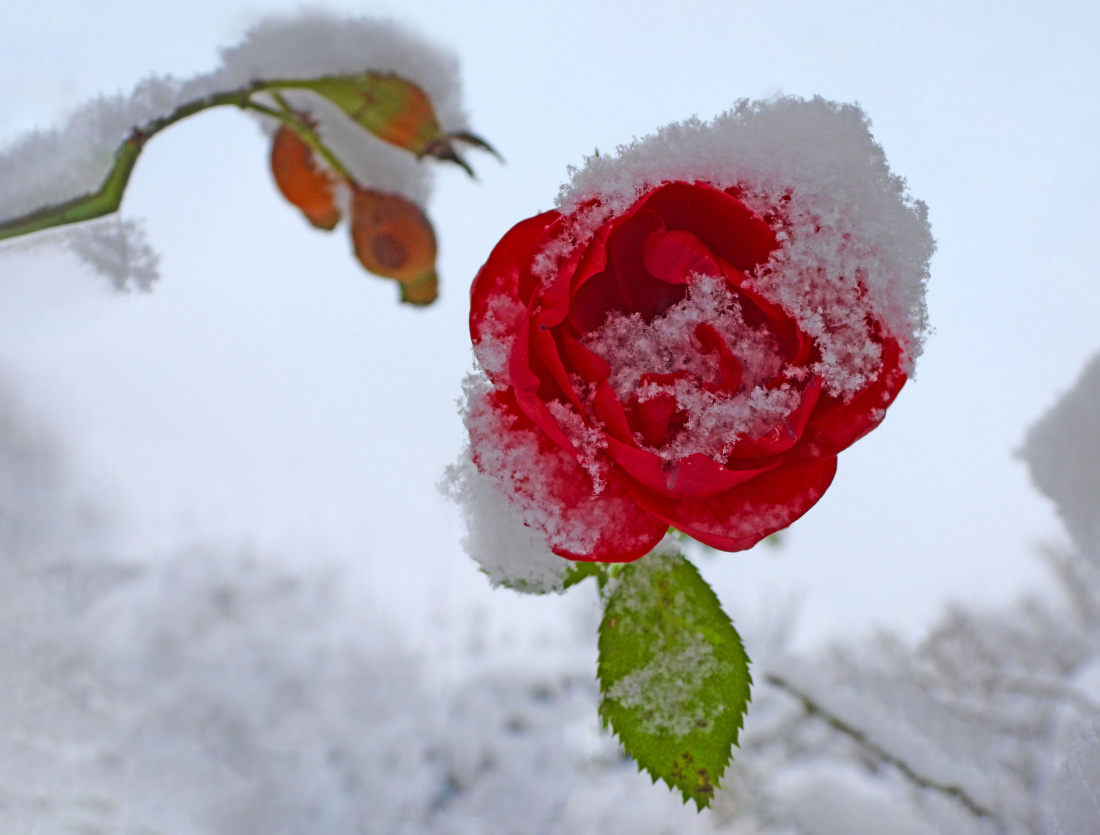 Pod miękkim śniegiem