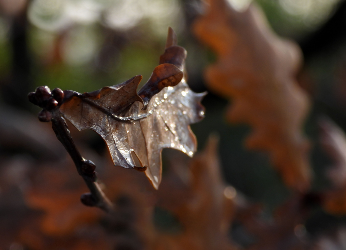 Sztandar wyniosą