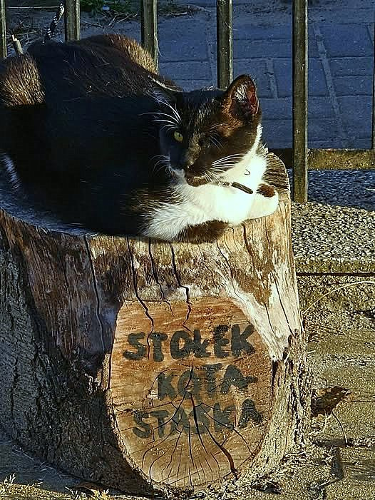 Stołek kota Staśka