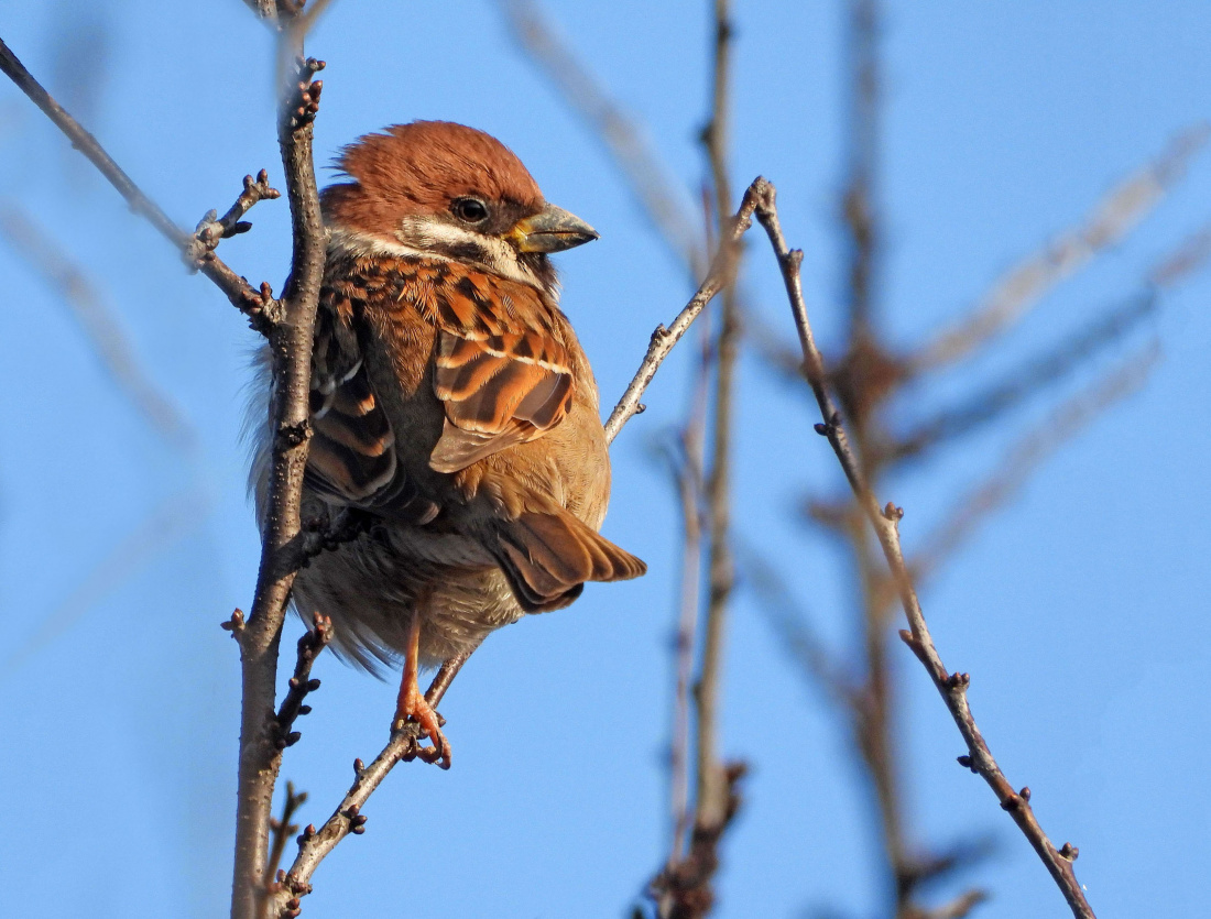 Tylko piórka strzepnę