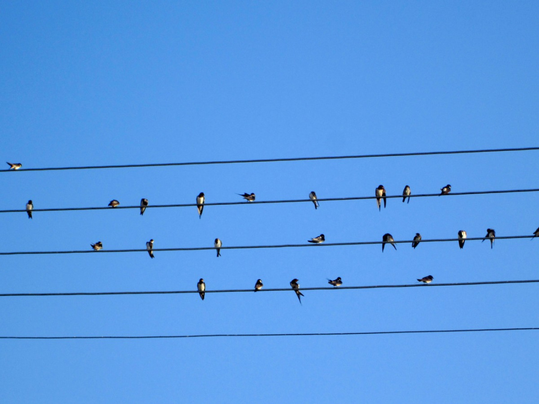 (Na pięcio)linii  :)