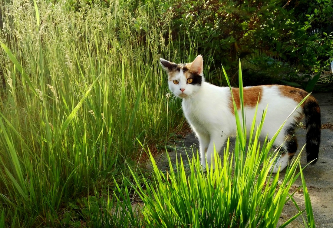 Coś w trawie piszczy