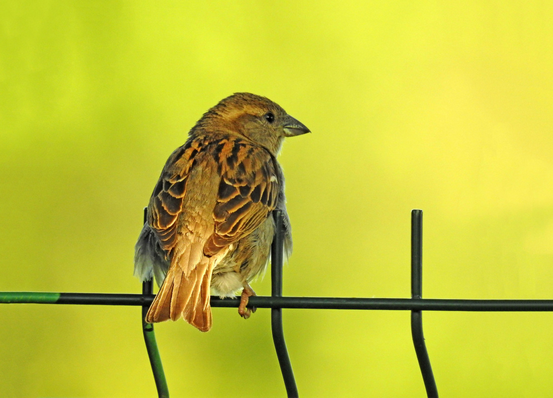 Mały złoty wróbelek