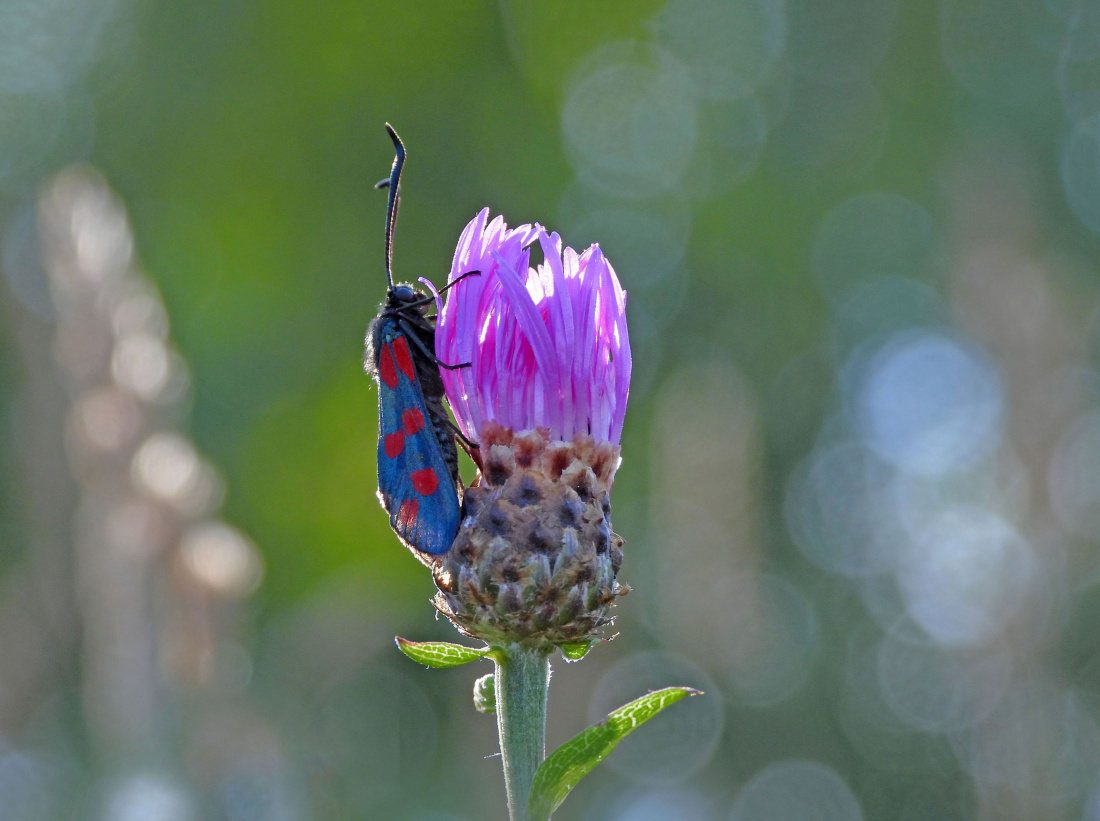 Druga połowa sierpnia