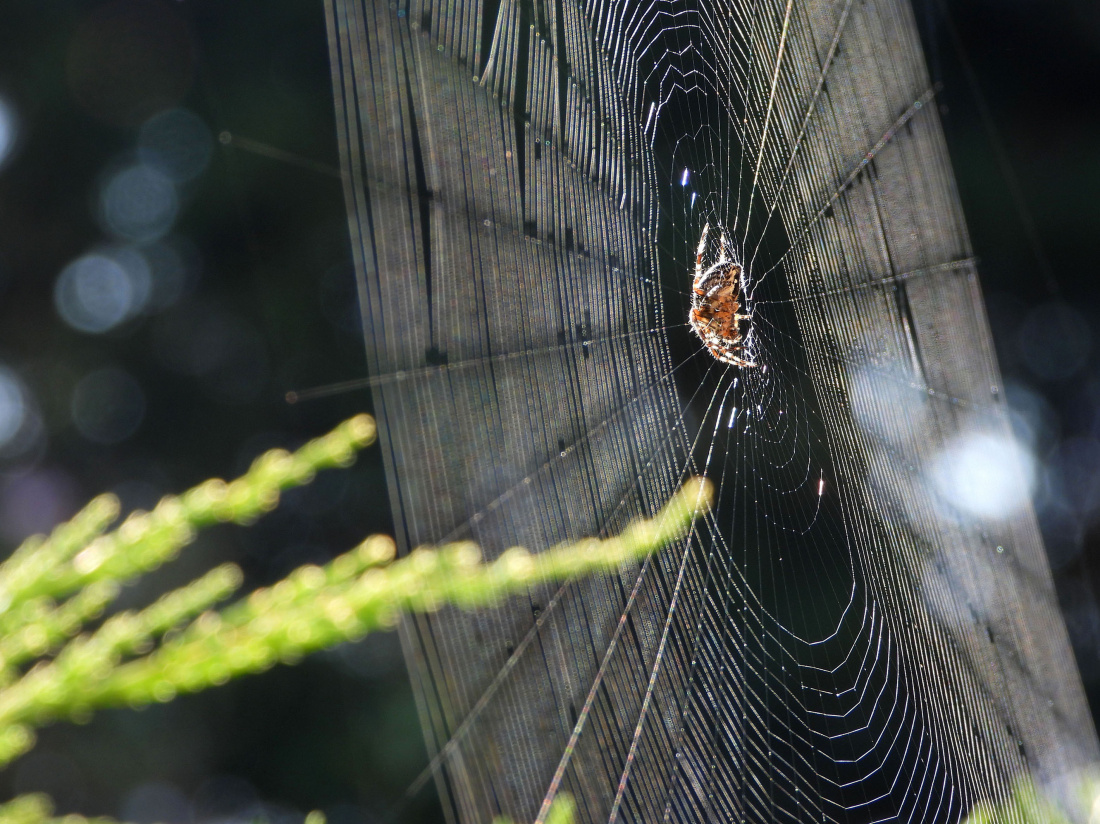 Ułamek wszechświata