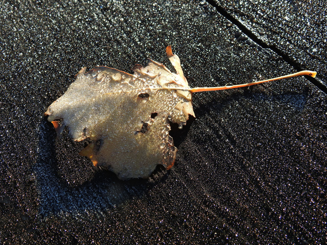 Złoty jesienny liść