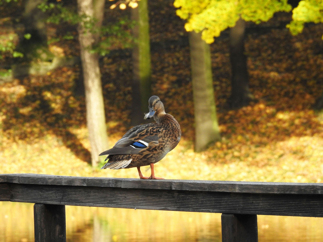 Jesień idzie przez park