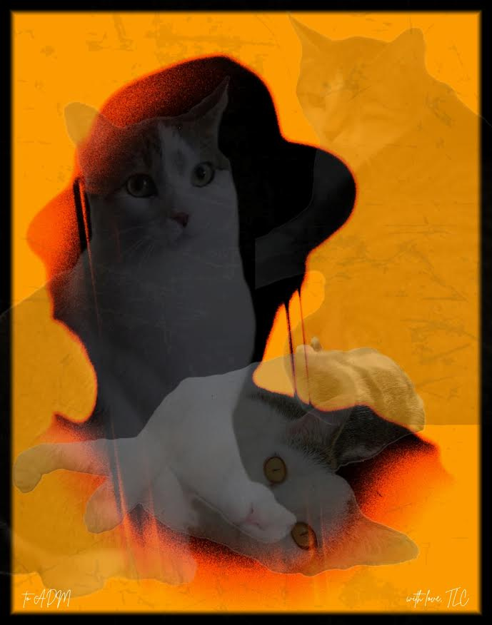 Cats Guard My Dreams
