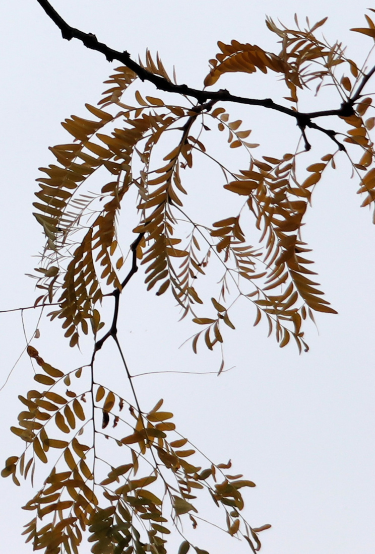 Po prostu jesień: dużo piękna, trochę smutku.  /Jerzy Broszkiewicz/